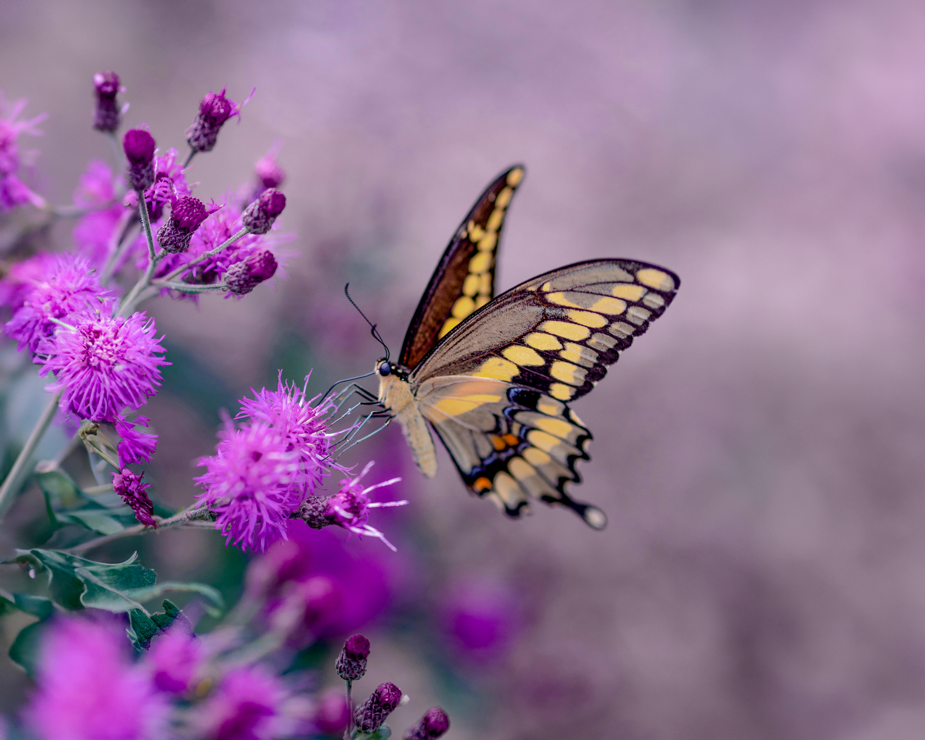 A butterfly on a purple flower