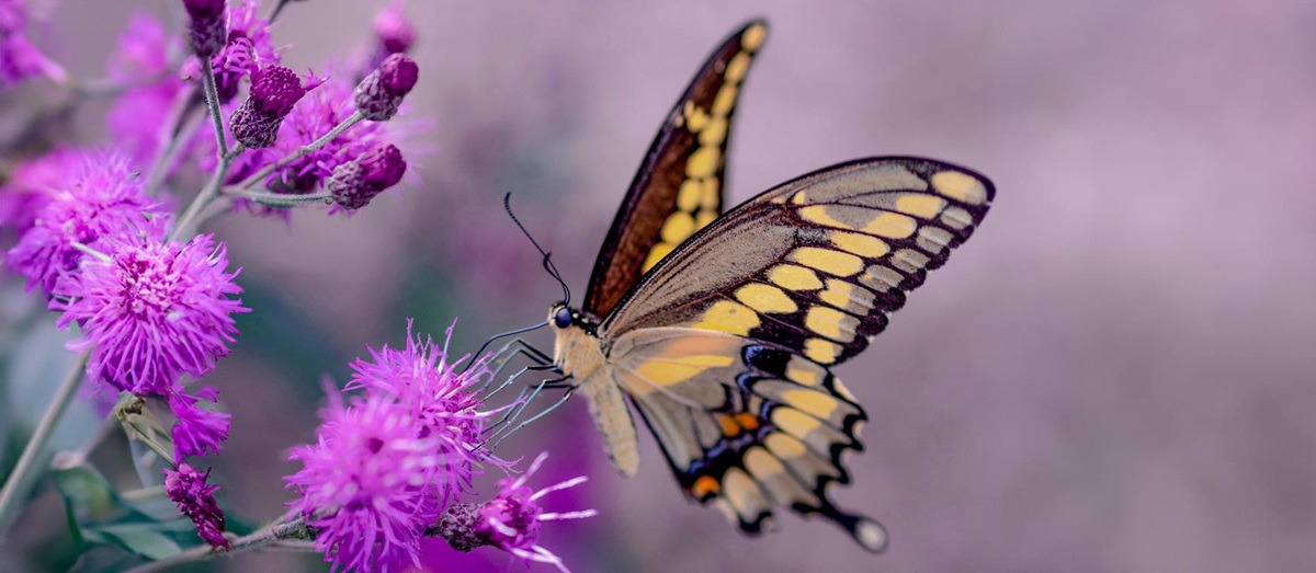 A butterfly on a purple flower