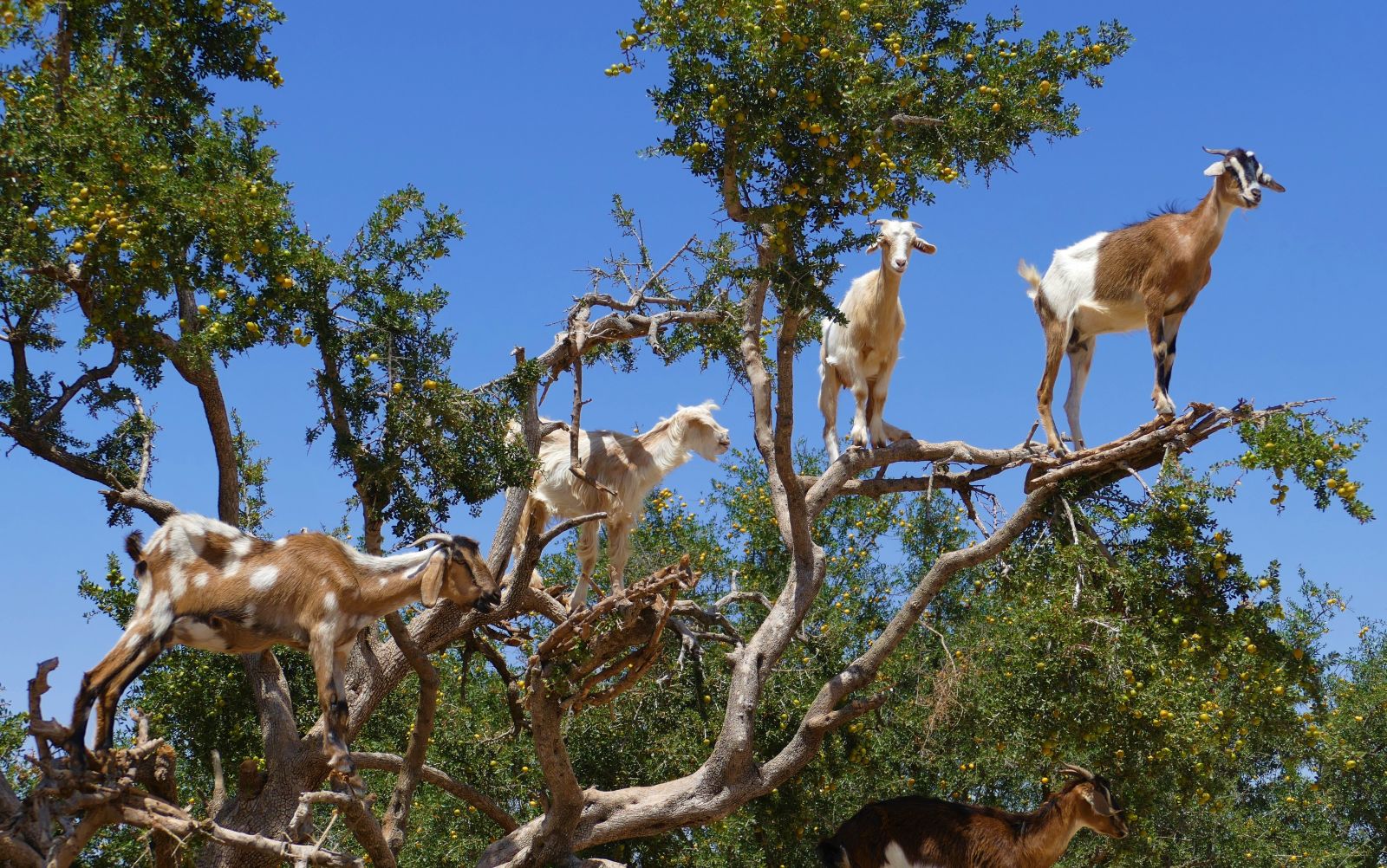 Goats climbing a tree