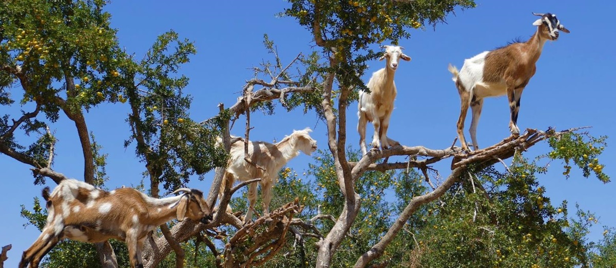 Goats climbing a tree