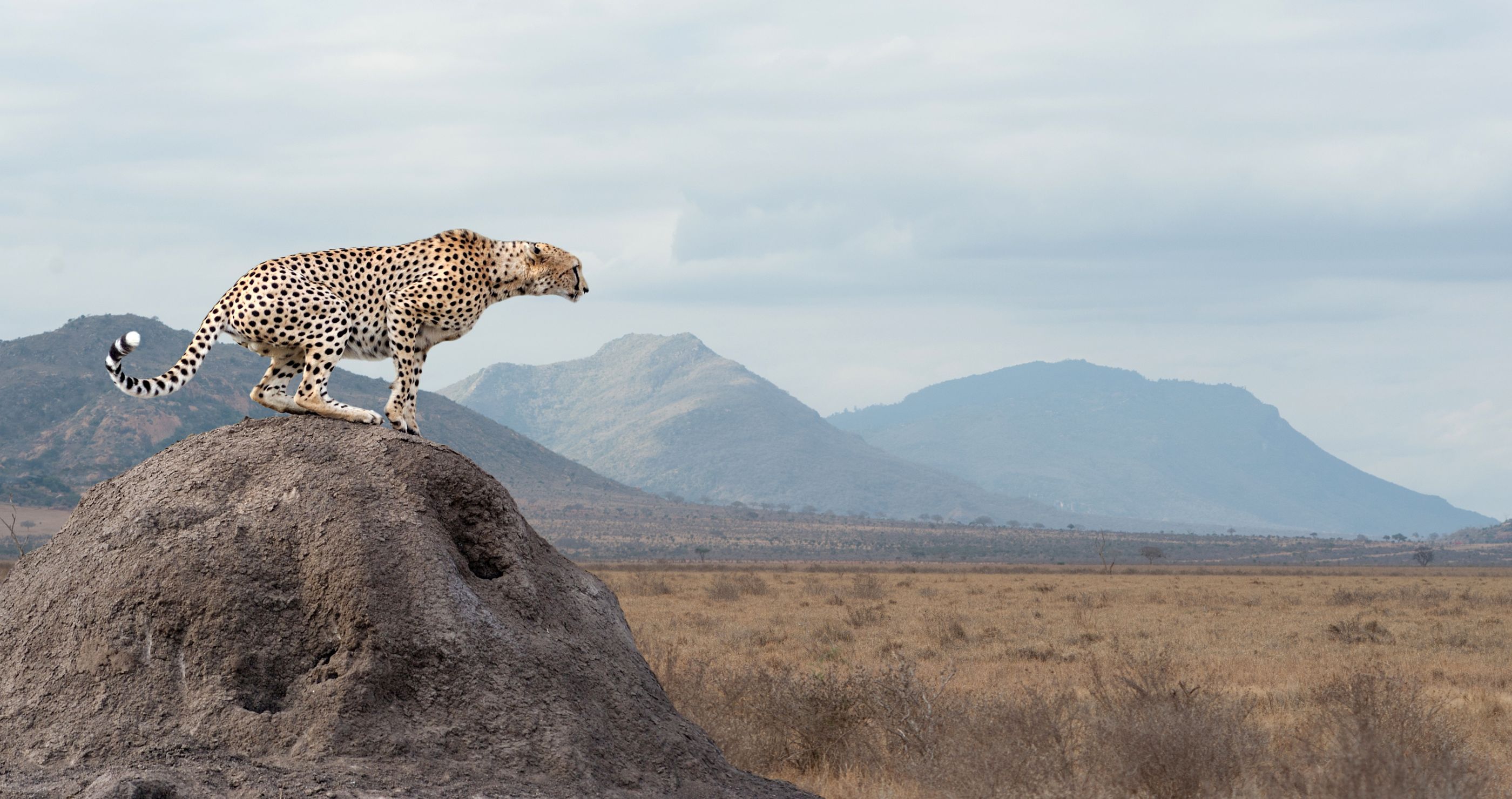 A cheetah against the Zimbabwe landscape