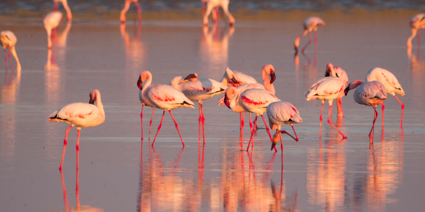 Flamingo in Botswana's Makgadikgadi Salt Pans