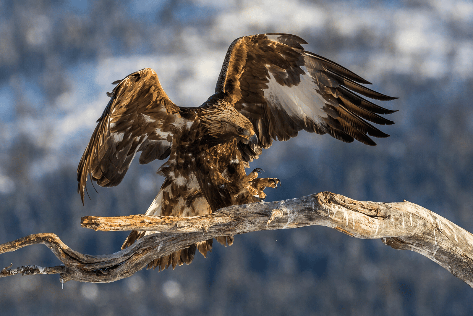 Golden Eagle in Norway