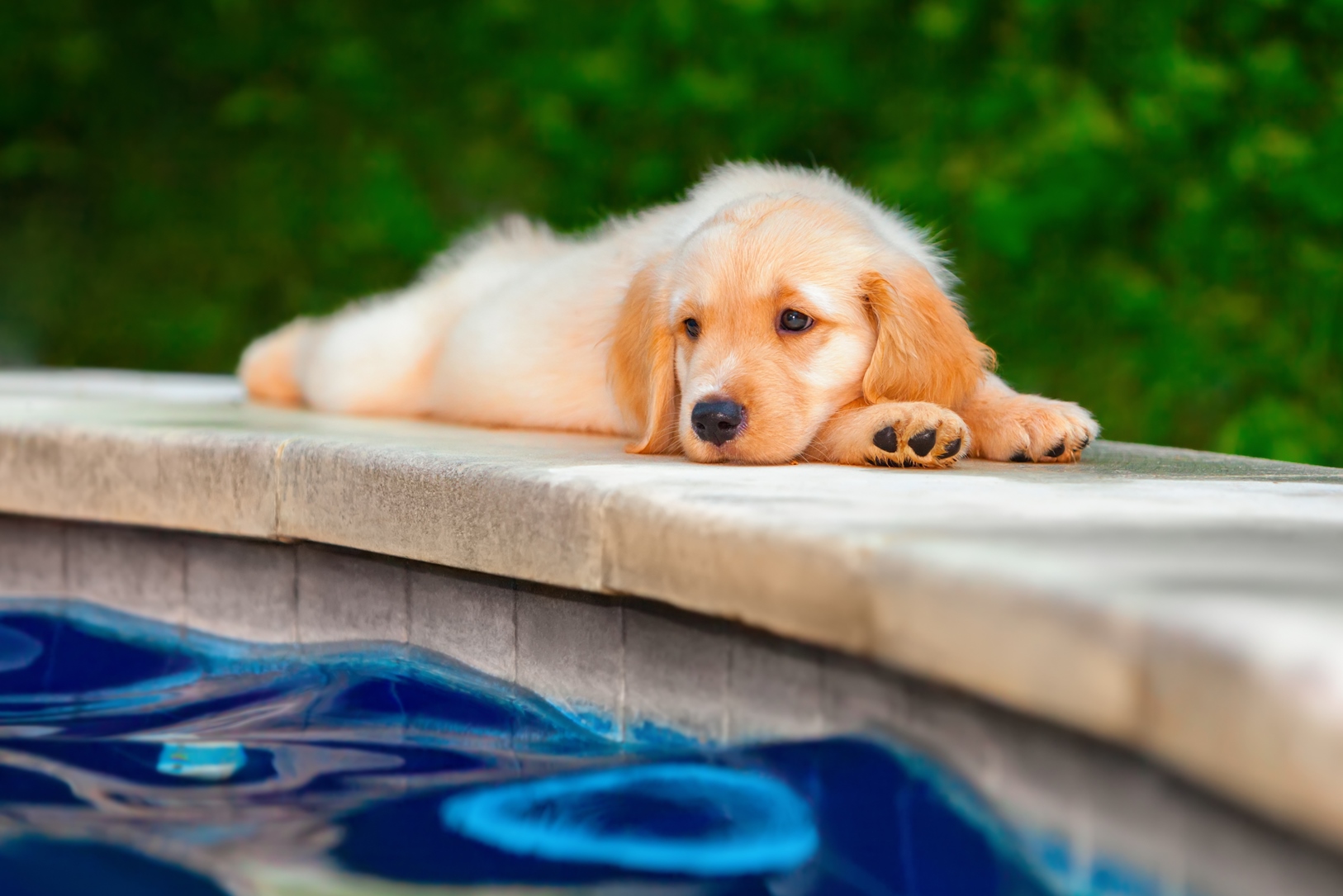 Dog Friendly Villas in France Red Savannah Dog Friendly Villas in France Red Savannah