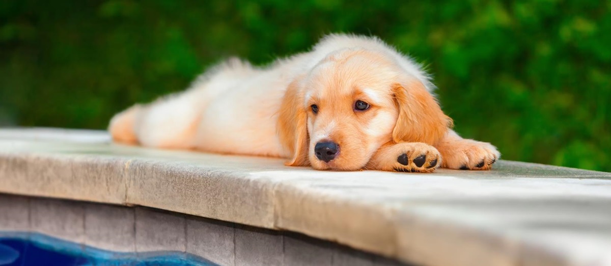 Labrador puppy - Dog Friendly villas in France