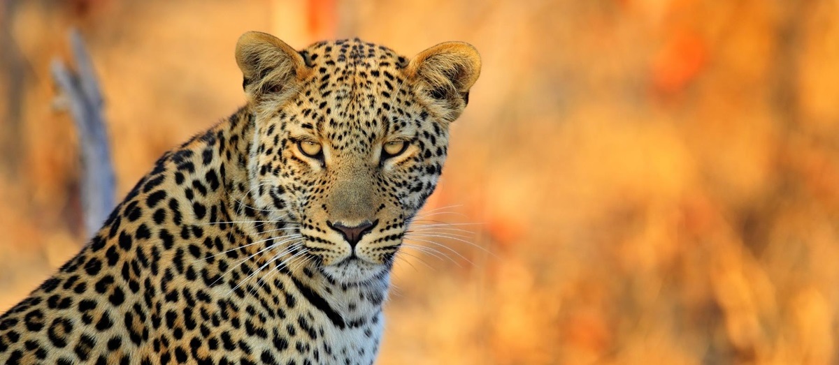 A leopard in Hwange National Park
