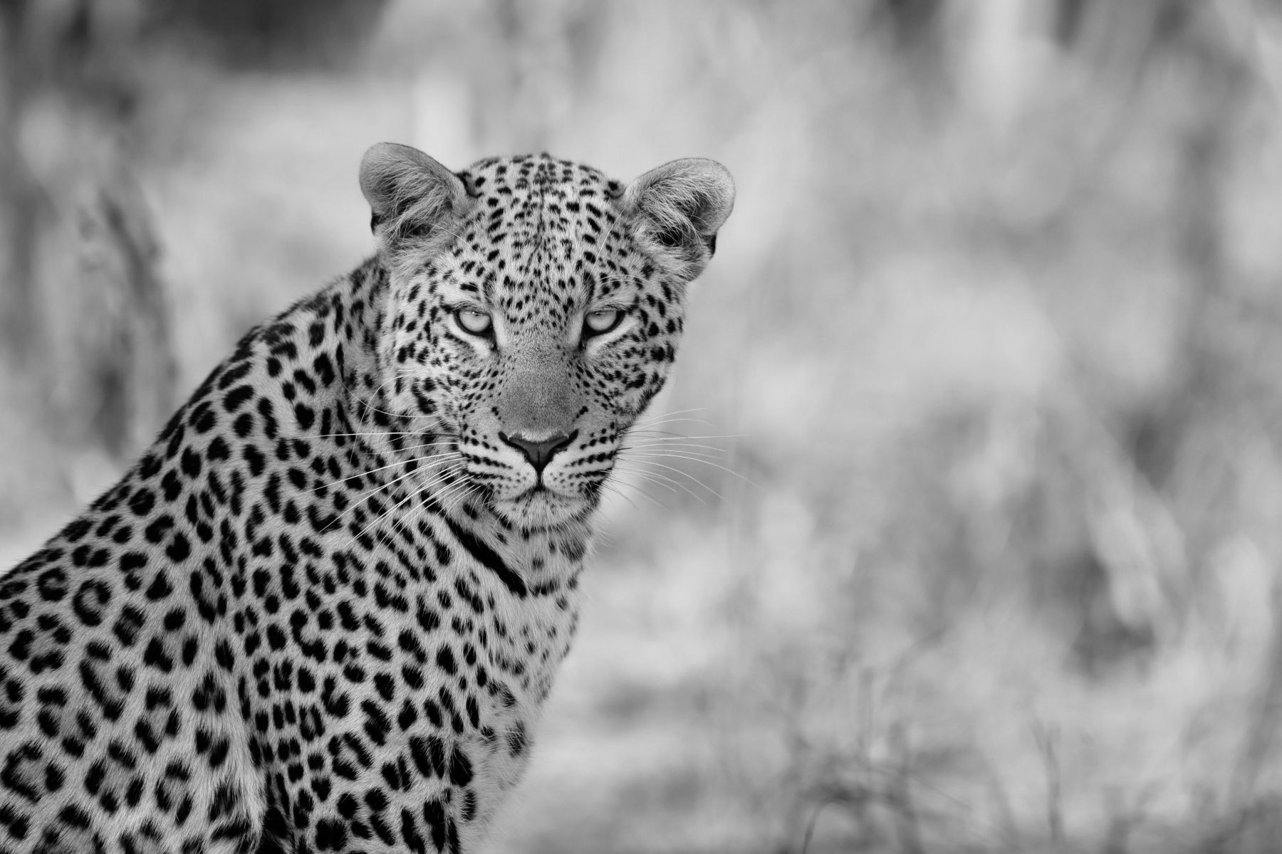 A leopard sighted on safari in Africa