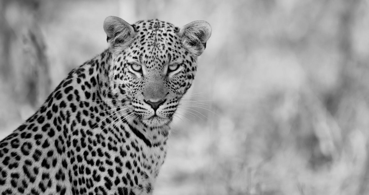 A leopard sighted on safari in Africa