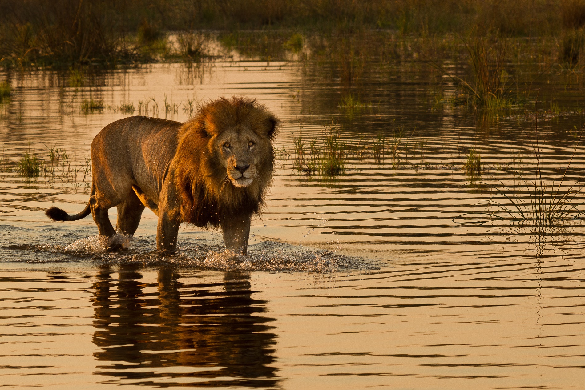 A lion in Botswana