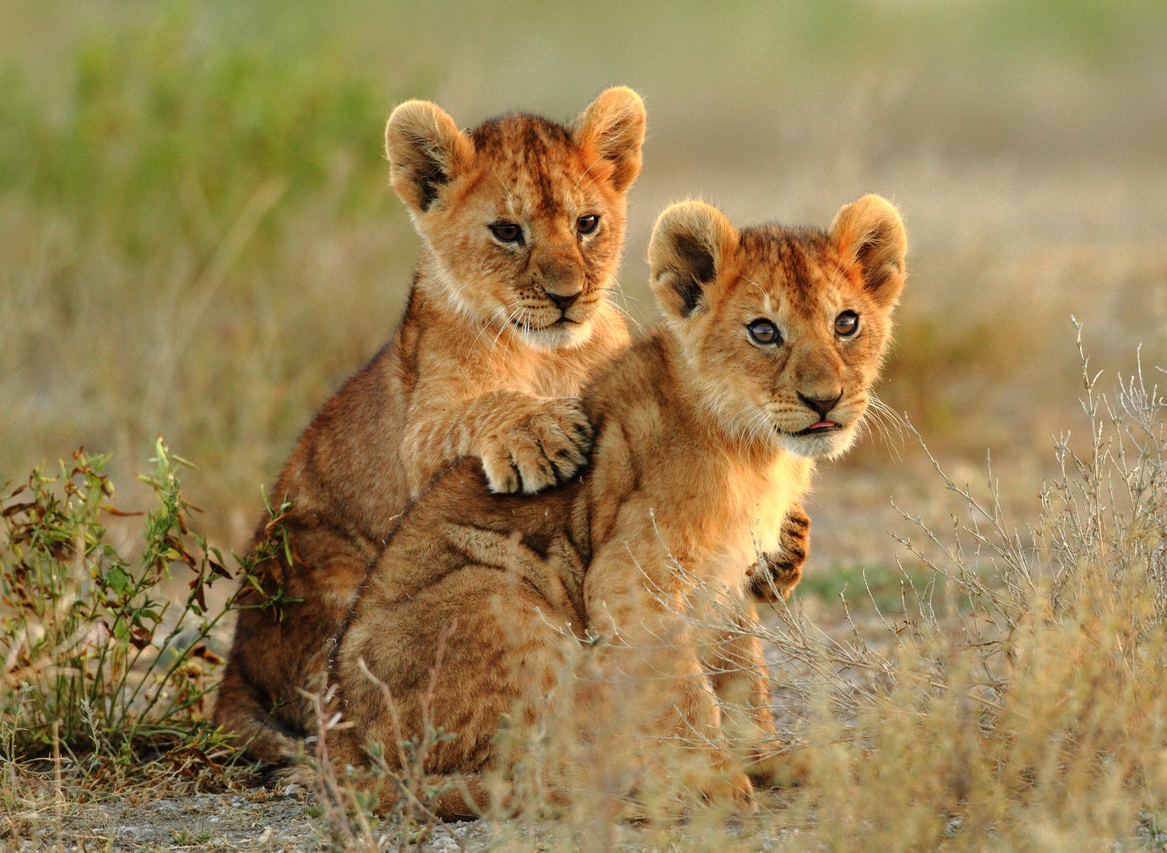 Lion cubs in Africa