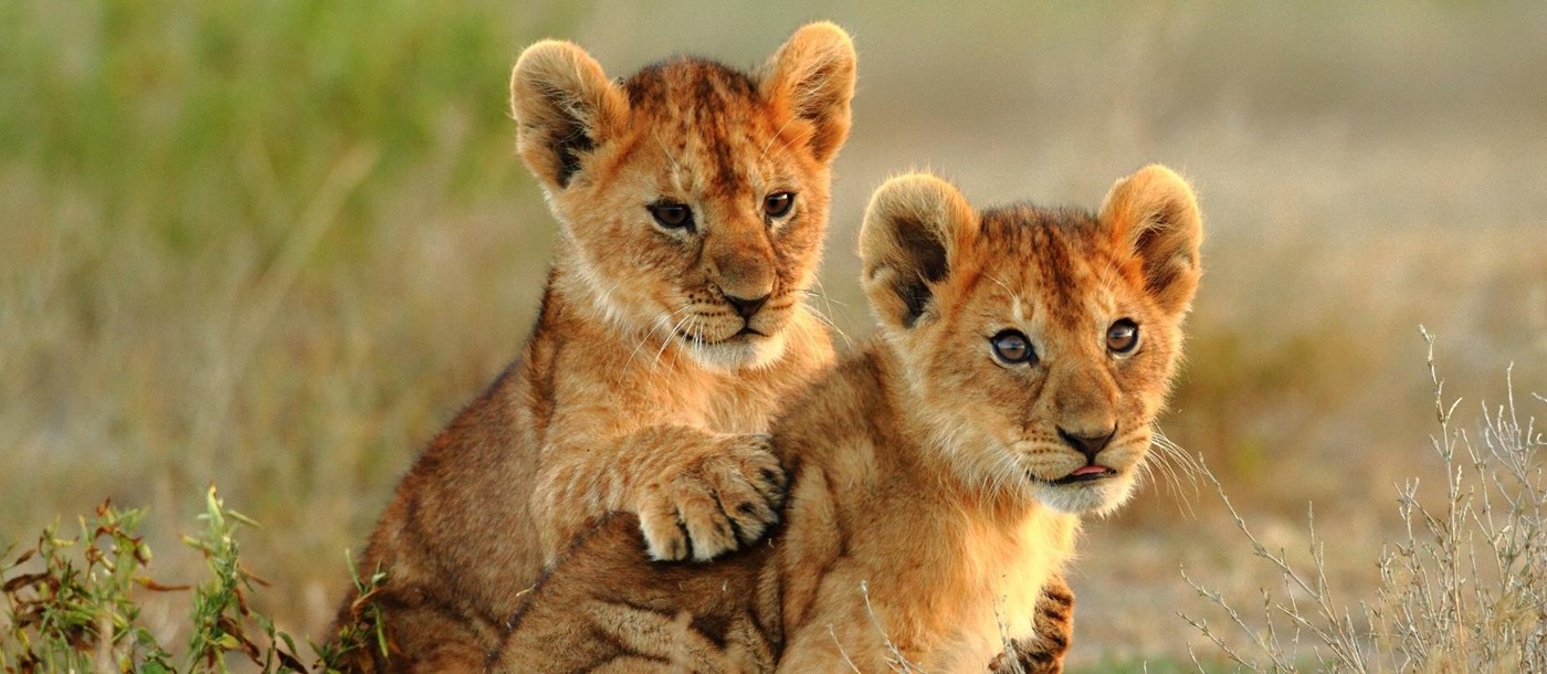 Lion cubs in Africa