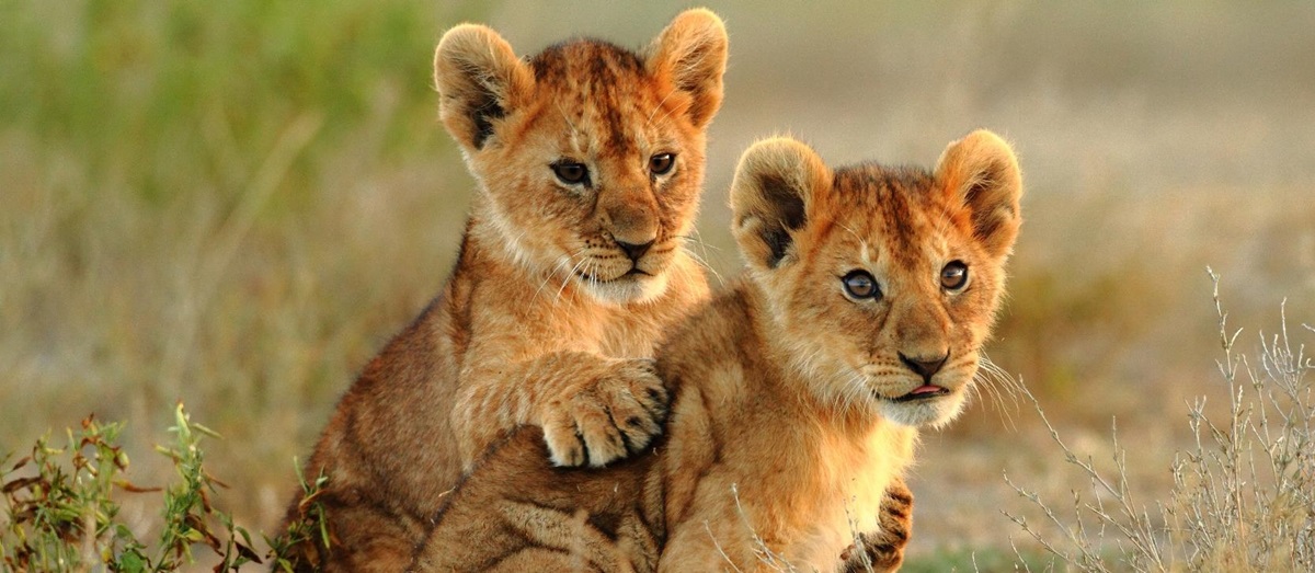 Lion cubs in Africa