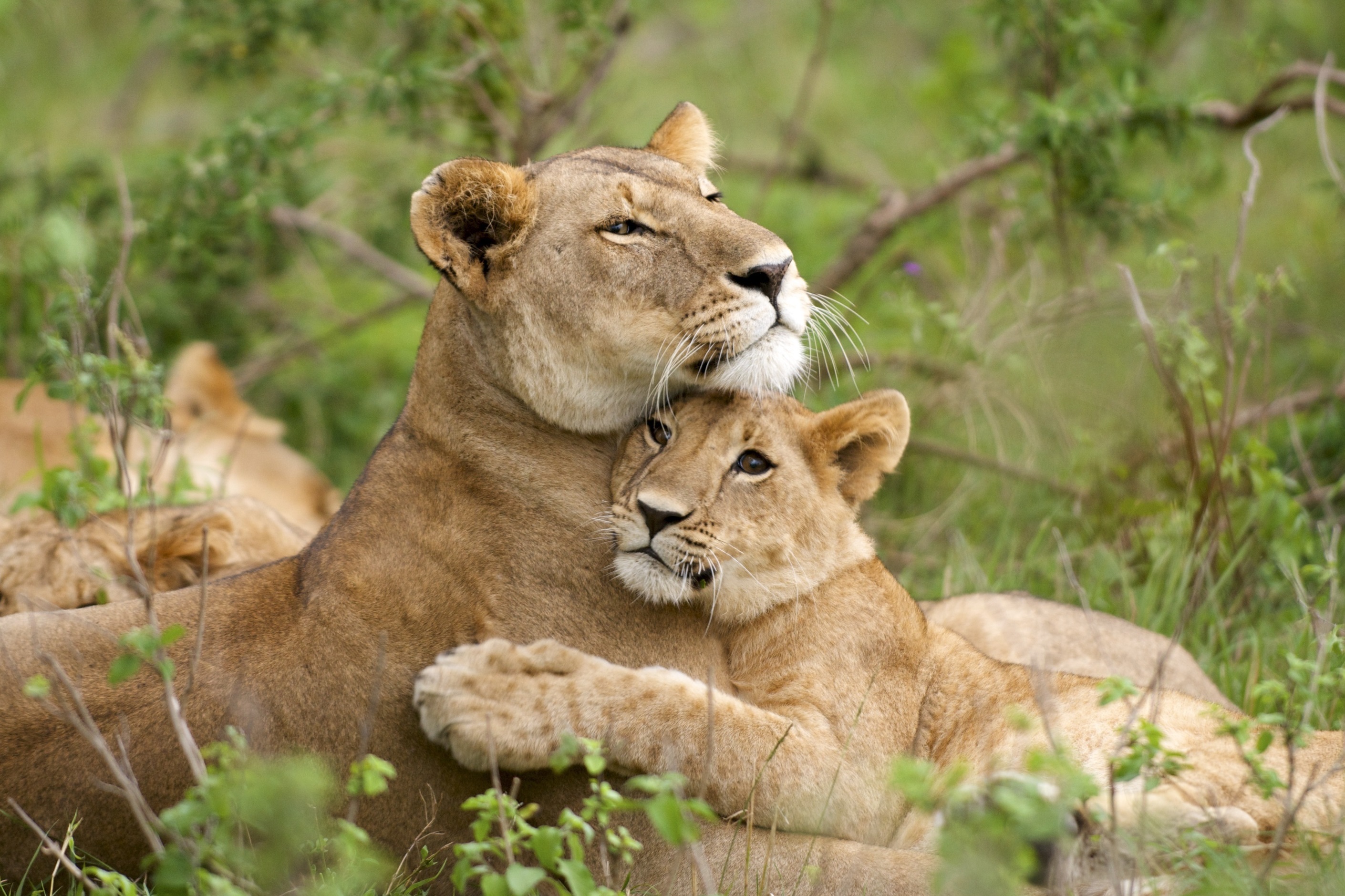 Animal couple. Нежность животные. Животные в обнимку. Любовь животных. Объятия животные.