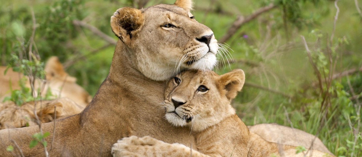 A lioness and cub in the Masai Mara