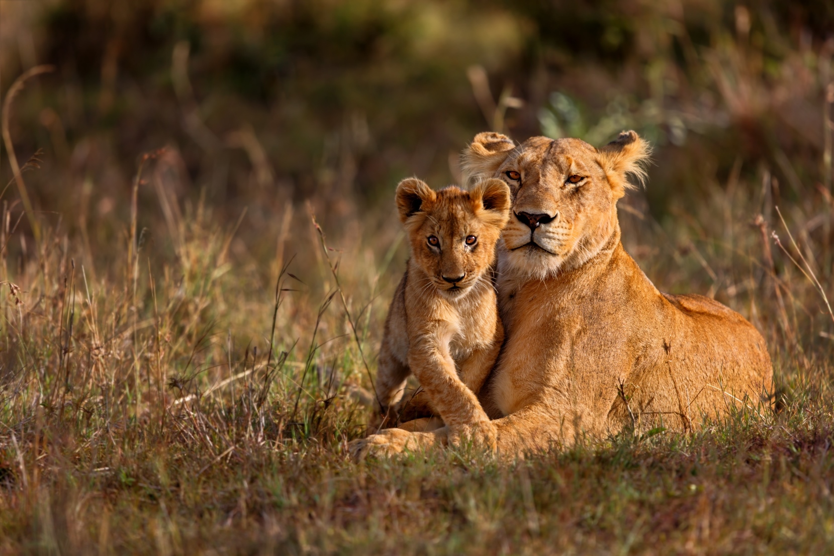 Lions in Africa