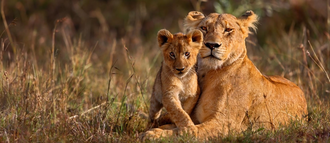 Spot lions on a luxury safari