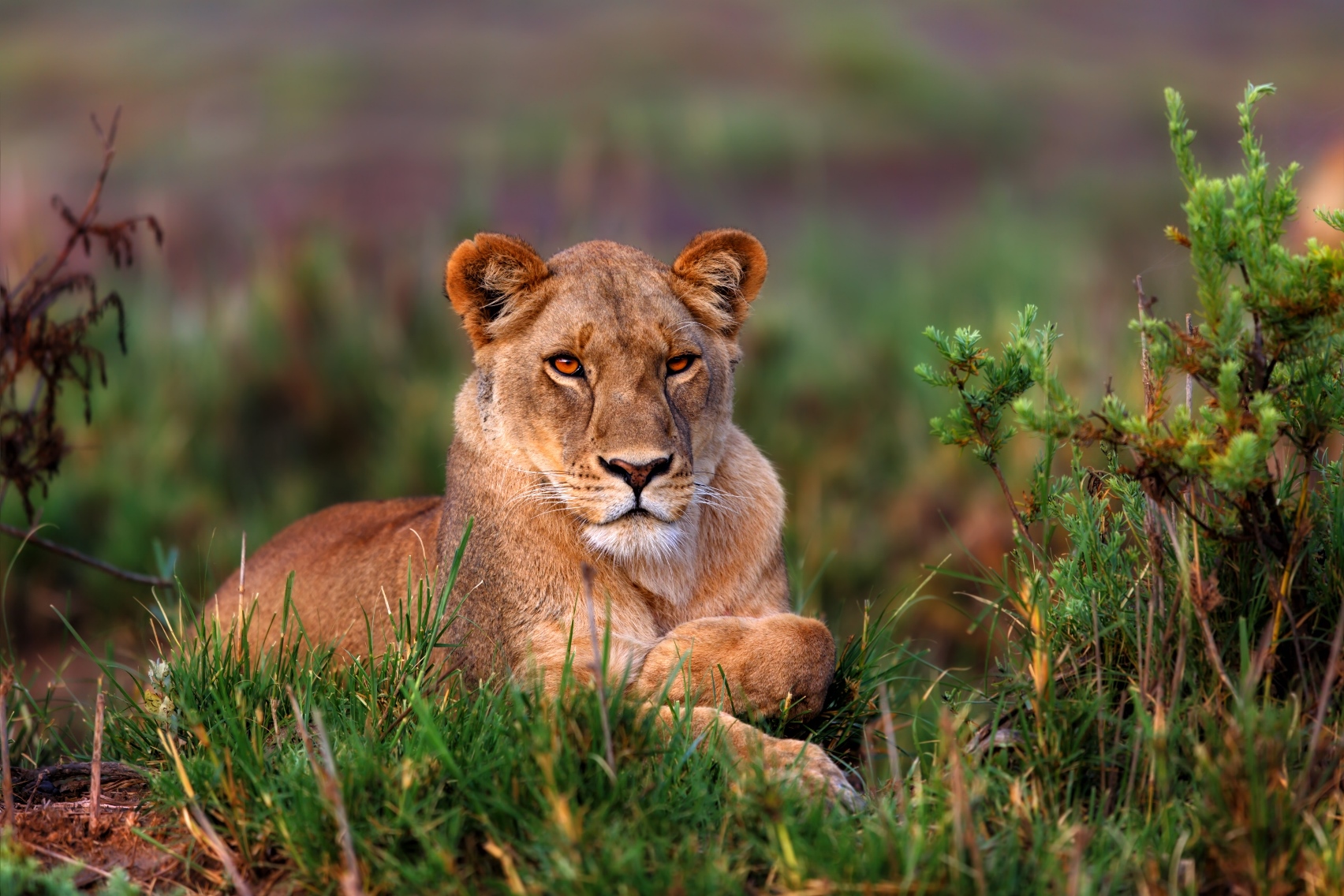 A lioness in Africa