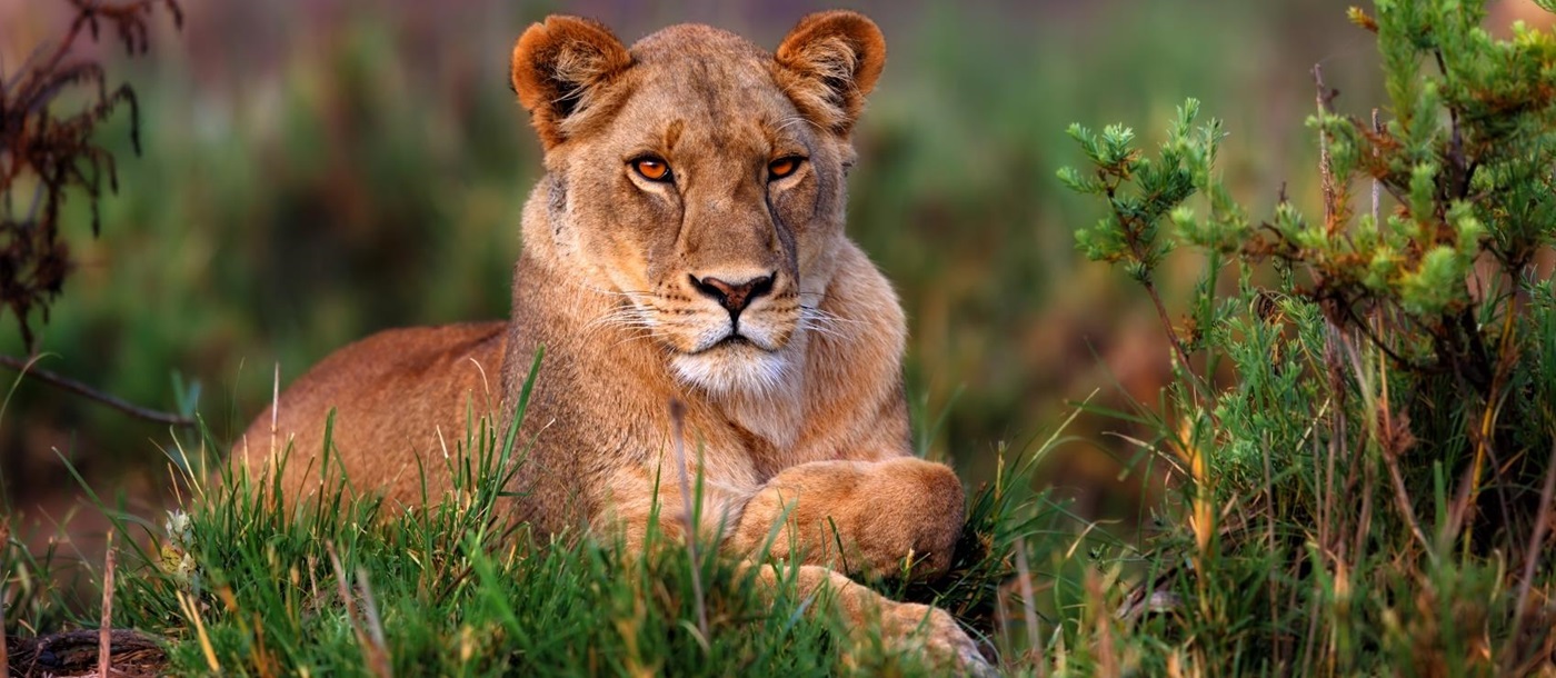 A lioness in Africa