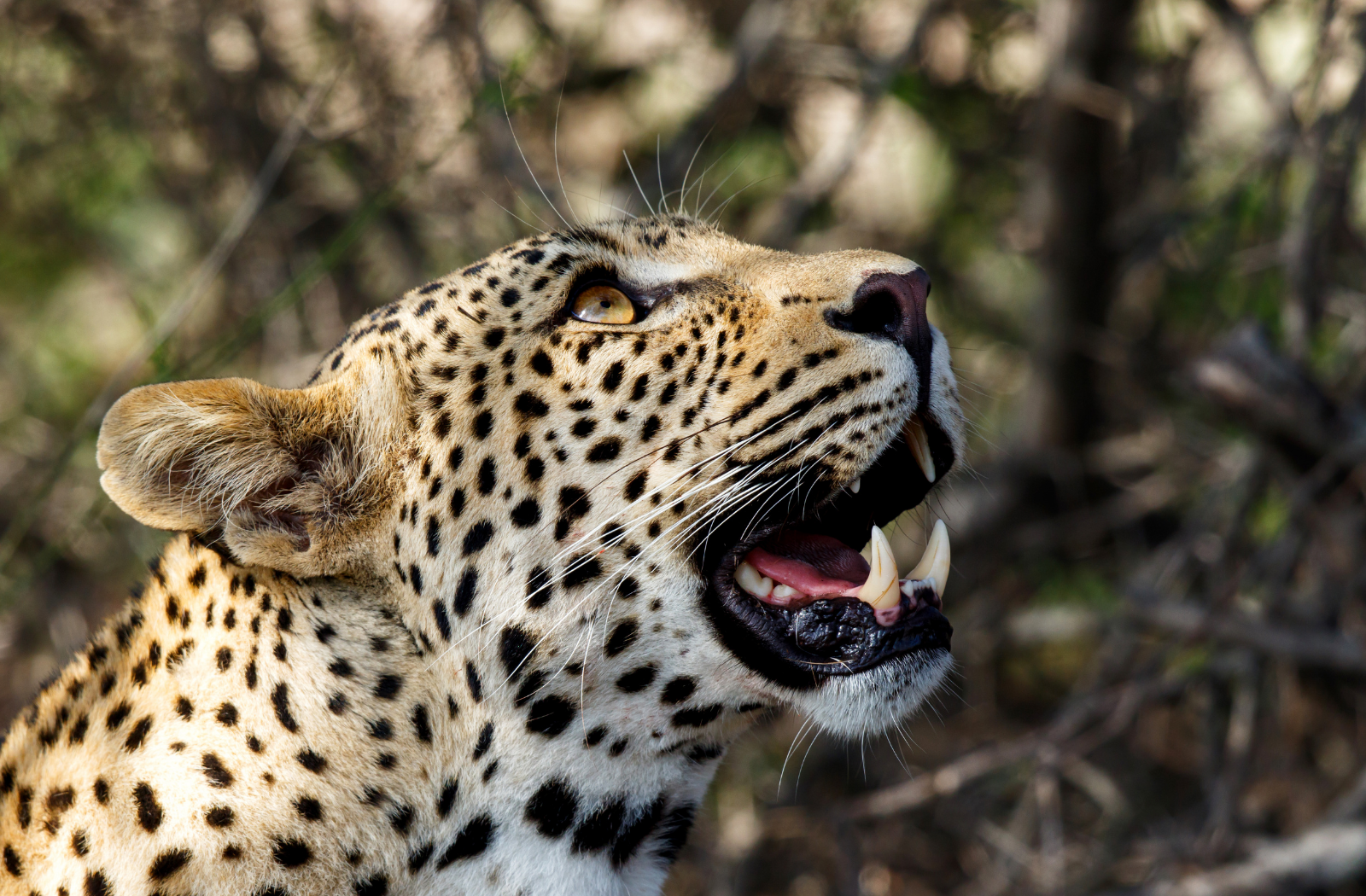 Male leopard in South Africa