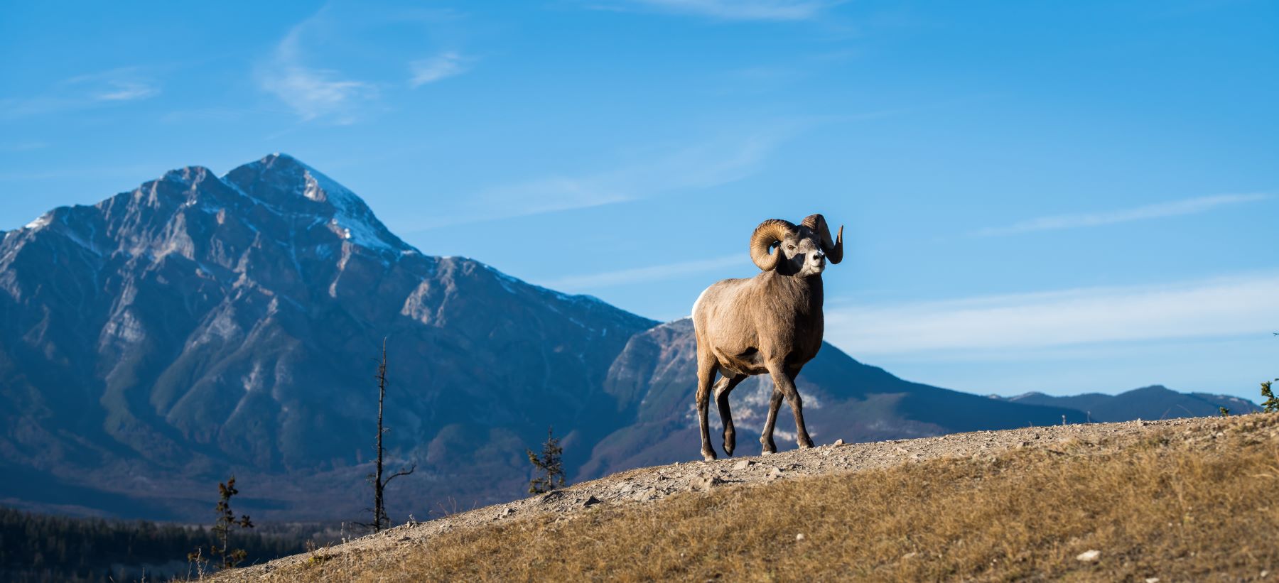A ram walking in the mountains