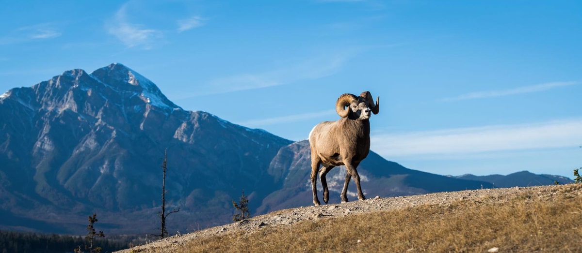 A ram walking in the mountains