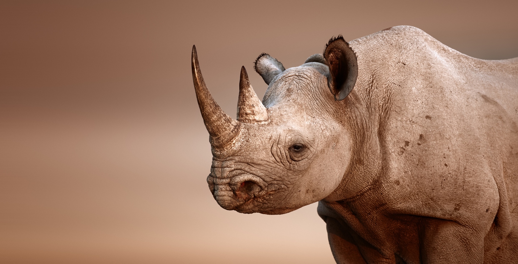 A rhino