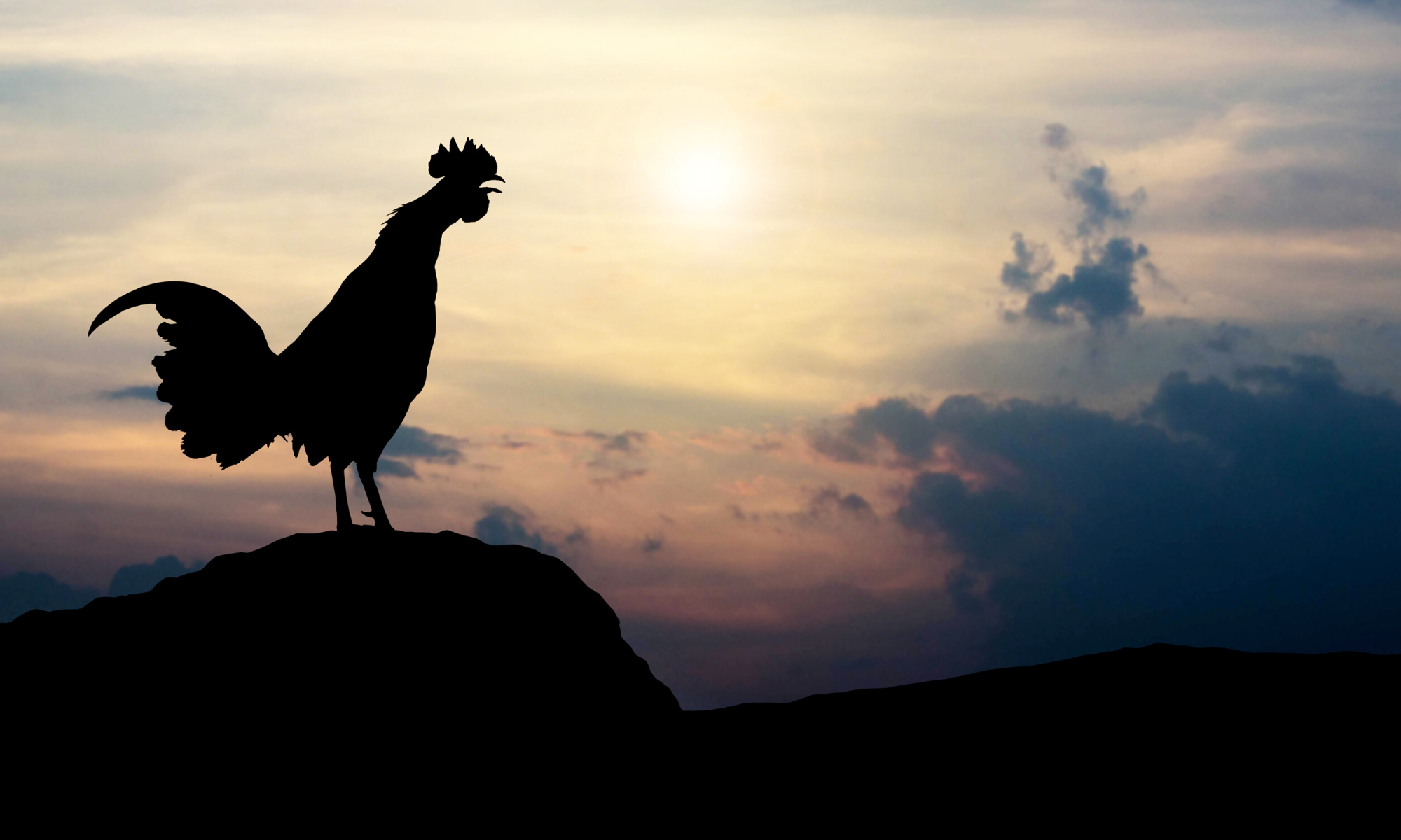 the black rooster, a symbol of the Chianti region