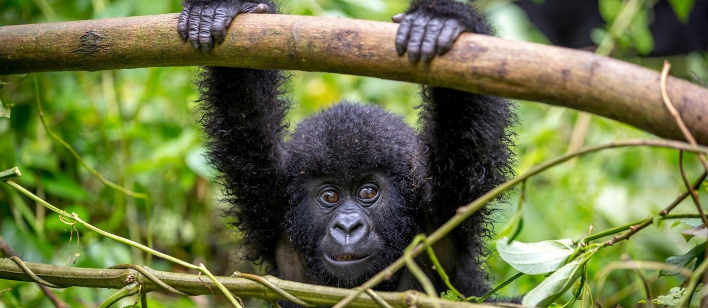 A baby gorilla in Rwanda