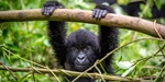 A baby gorilla in Rwanda