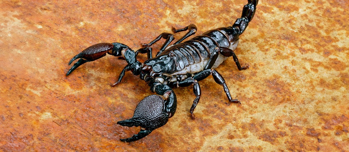 A scorpion on the dry, desert ground