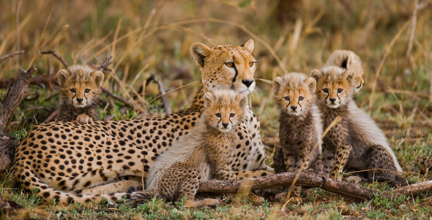 Cheetahs in the Serengeti, Tanzania