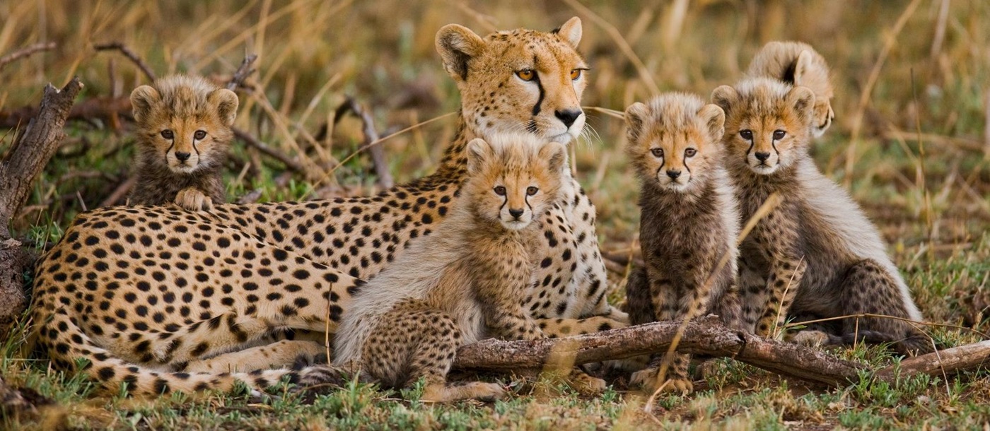 Cheetahs in the Serengeti, Tanzania