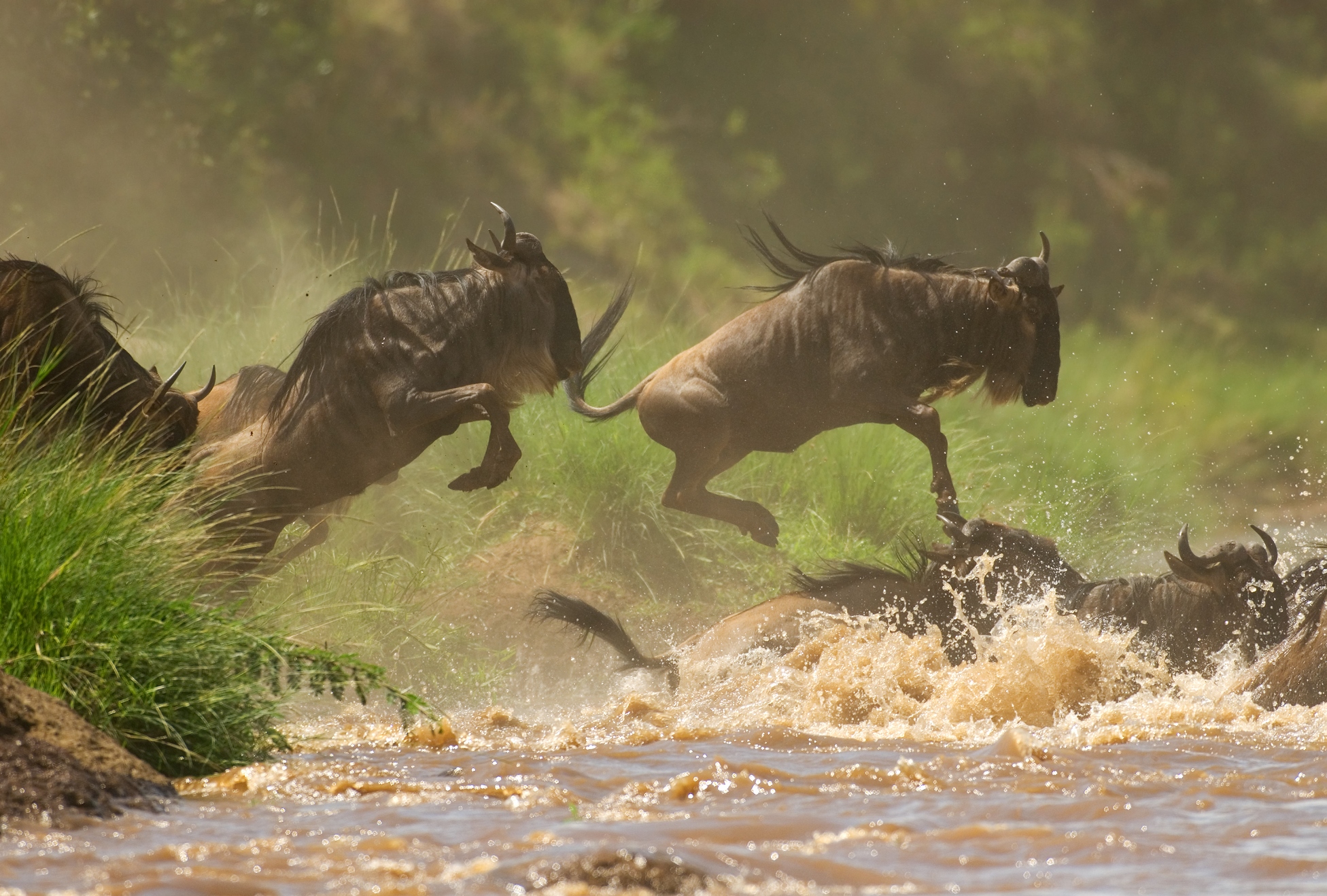 Jumping wildebeest