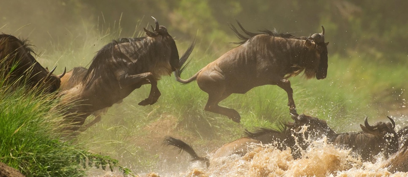 Jumping wildebeest