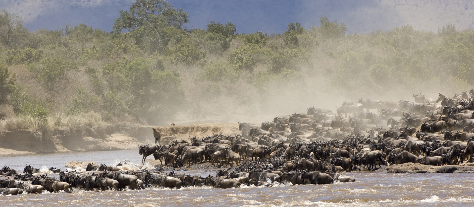 Wildebeest in the Masai Mara