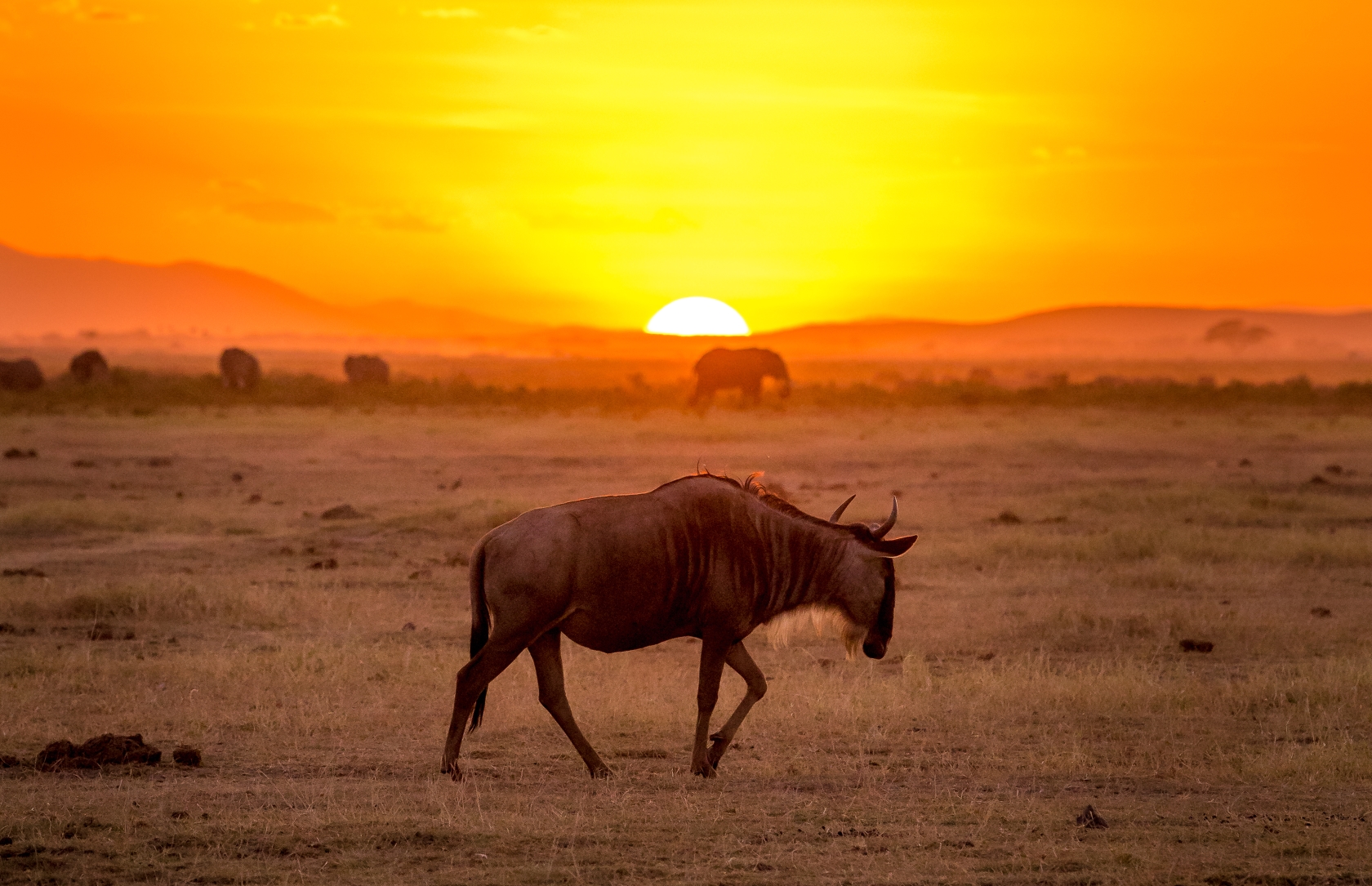 Wildebeest at sunset