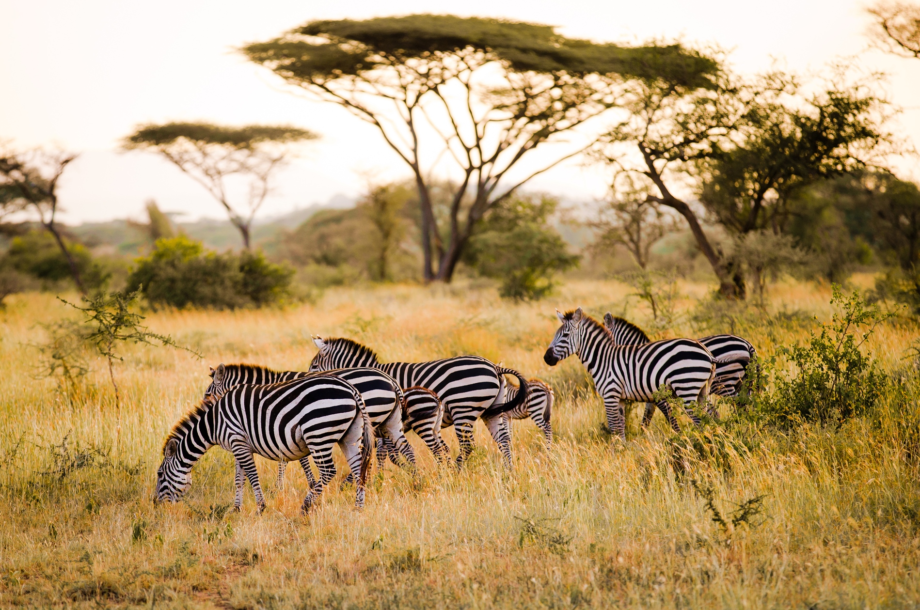 Zebra and acacia trees