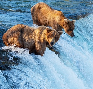 Brown bears fishing in Alaska