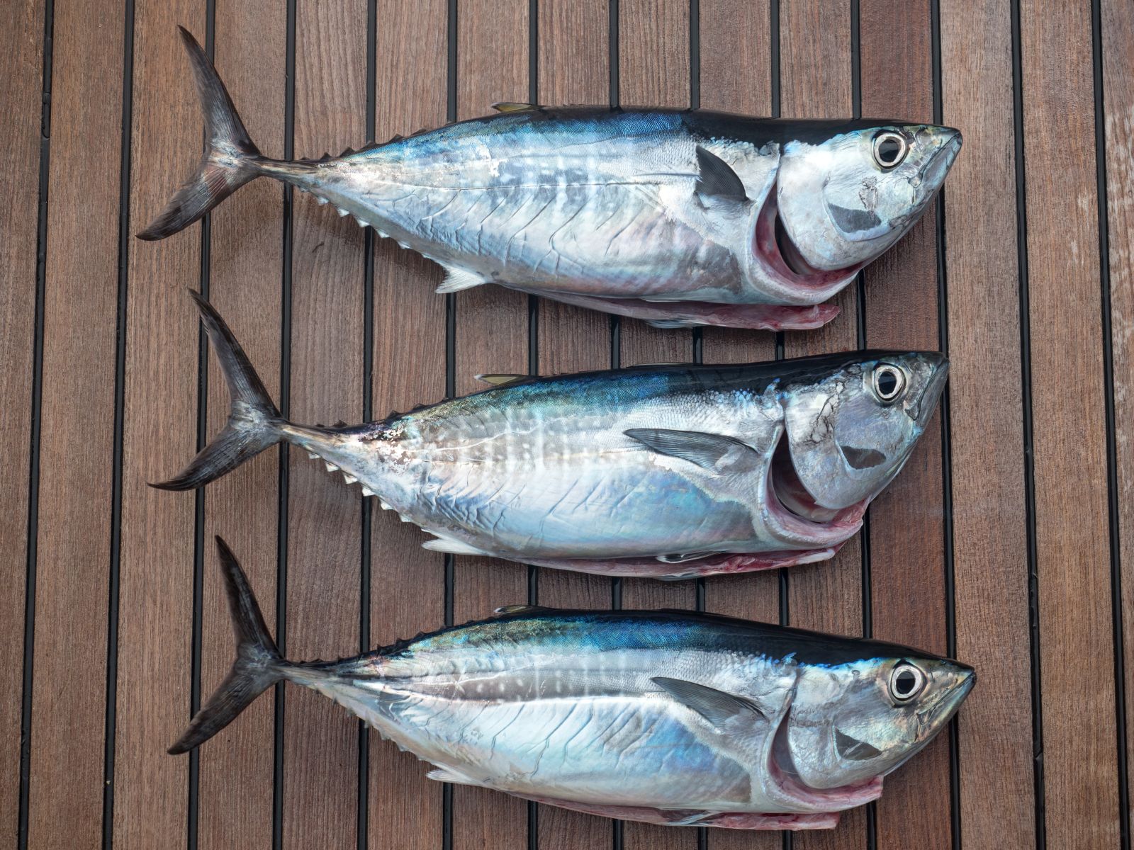 Freshly caught fish on the deck of a gulet