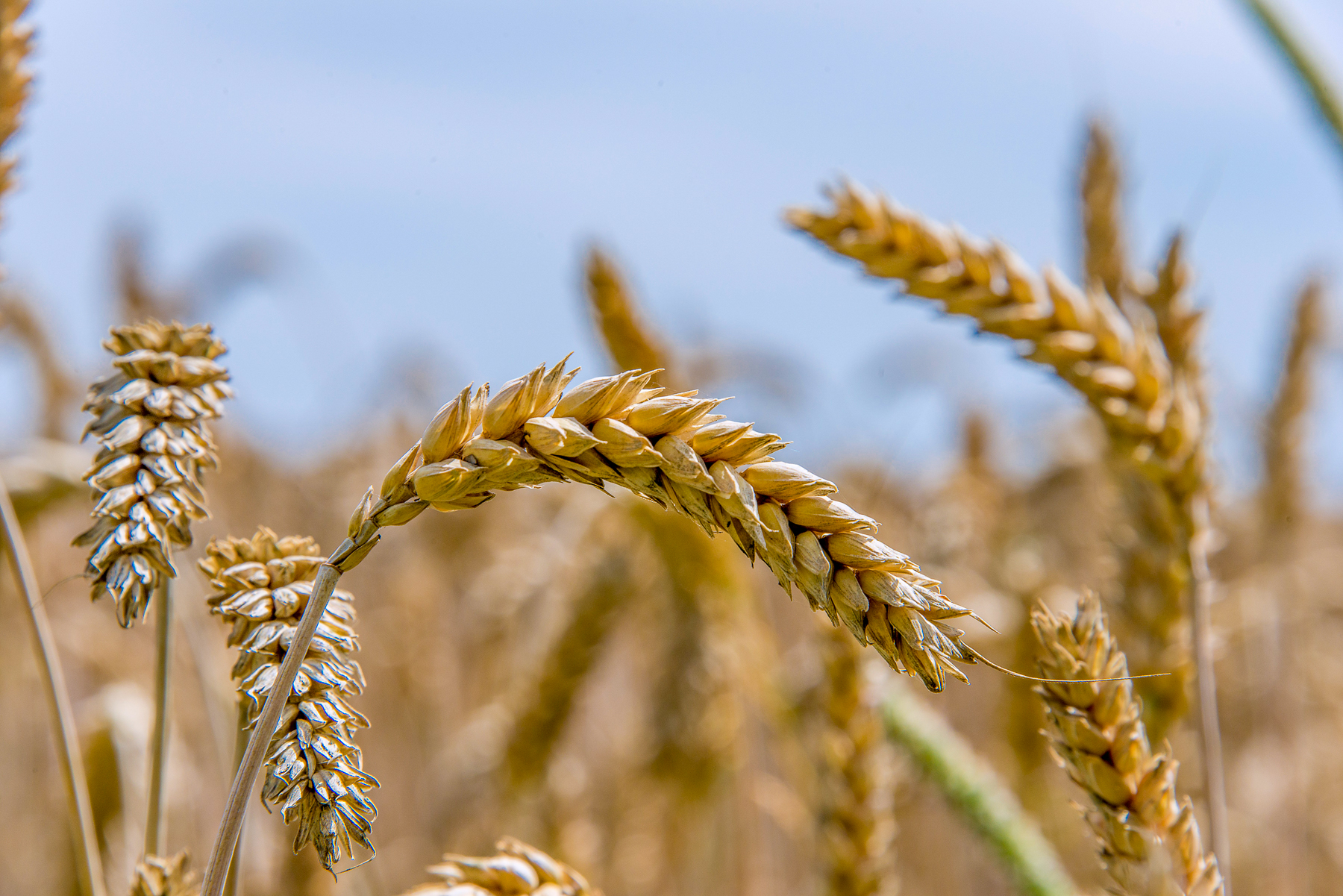 Wheat sheaf in a field