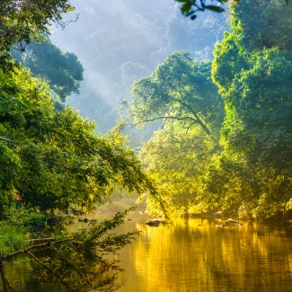 Amazon Rainforest at dawn