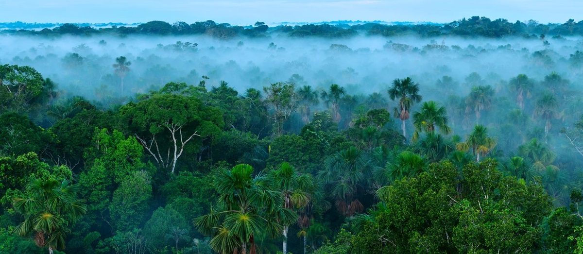 Amazon Rainforest panorama