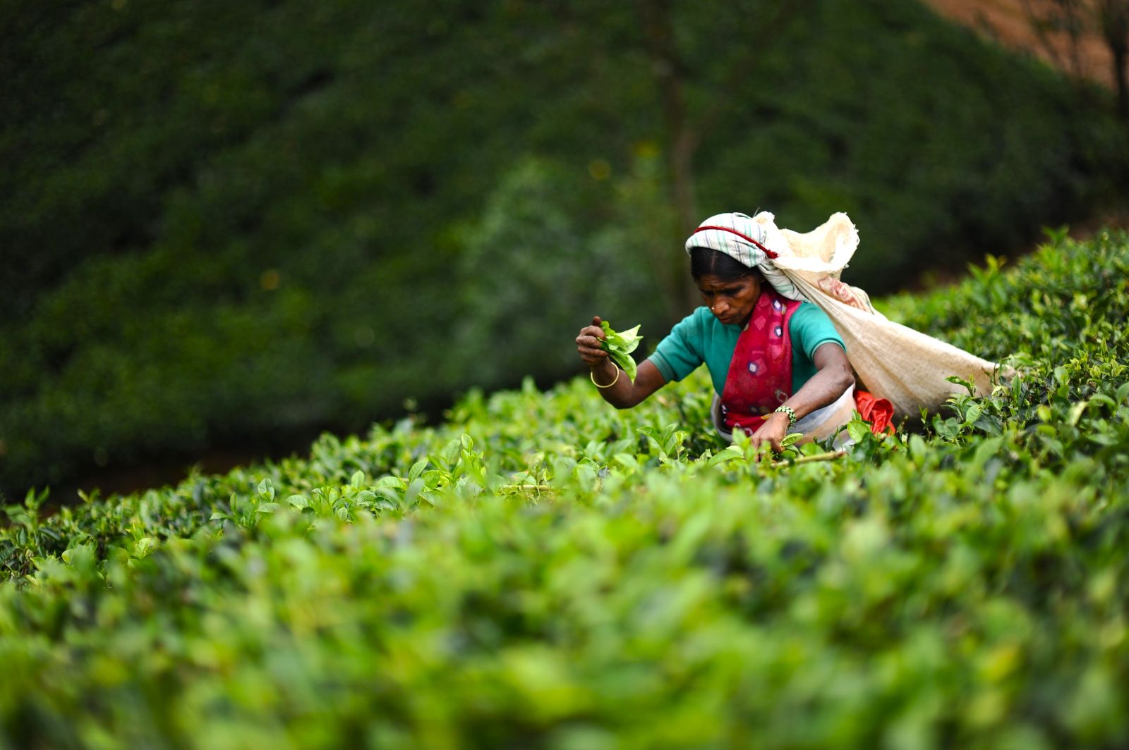 A tea picker in Sri Lanka's Ceylon tea country