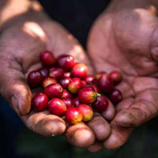 Fair trade coffee beans from Guatemala