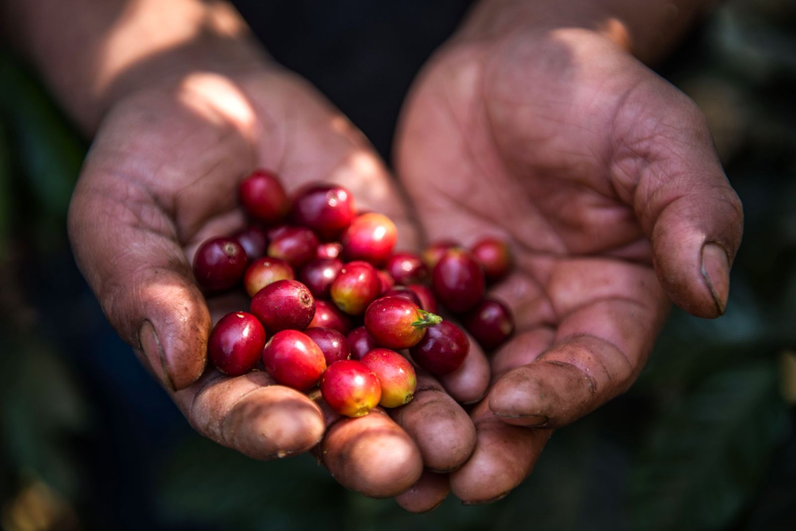 Fair trade coffee beans from Guatemala