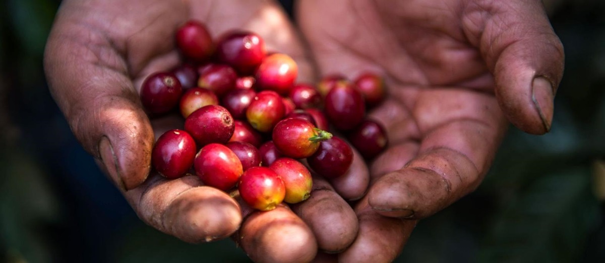 Fair trade coffee beans from Guatemala