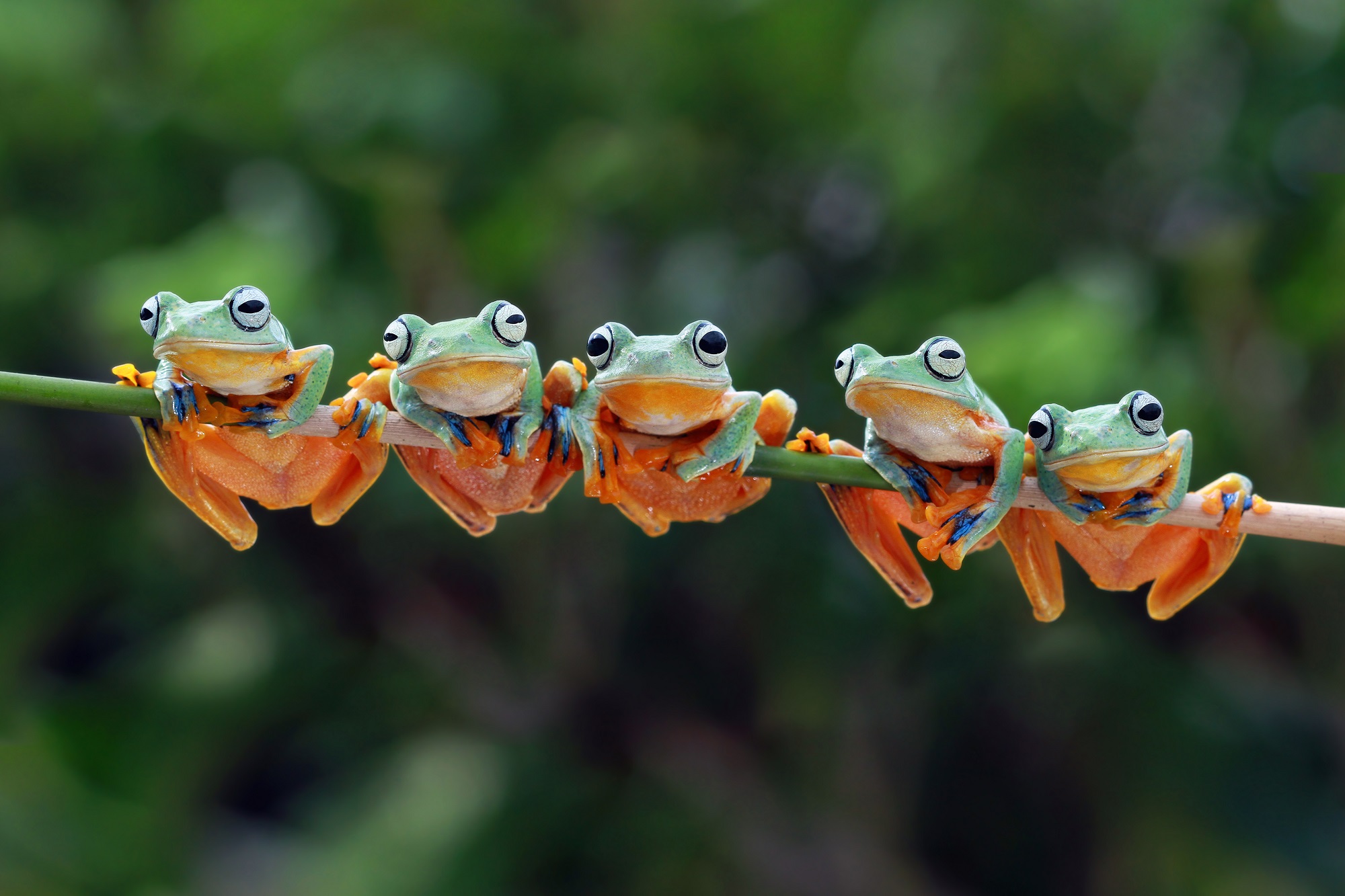 Javan tree frogs