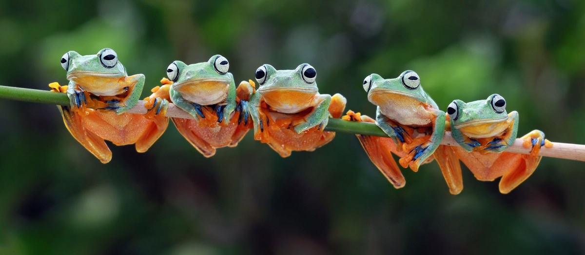 Javan tree frogs