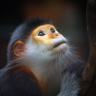 Red shanked douc langur in Laos