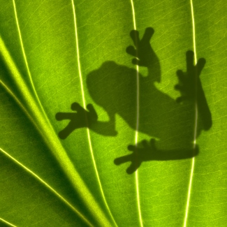 Frog on a leaf in a rainforest